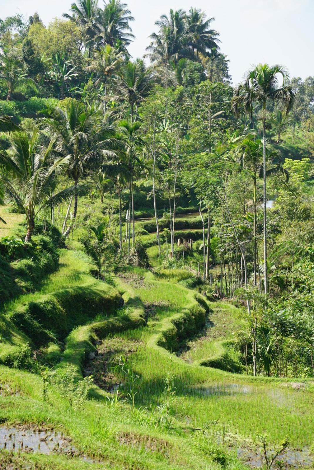 Tetebatu Indah Homestay Kültér fotó