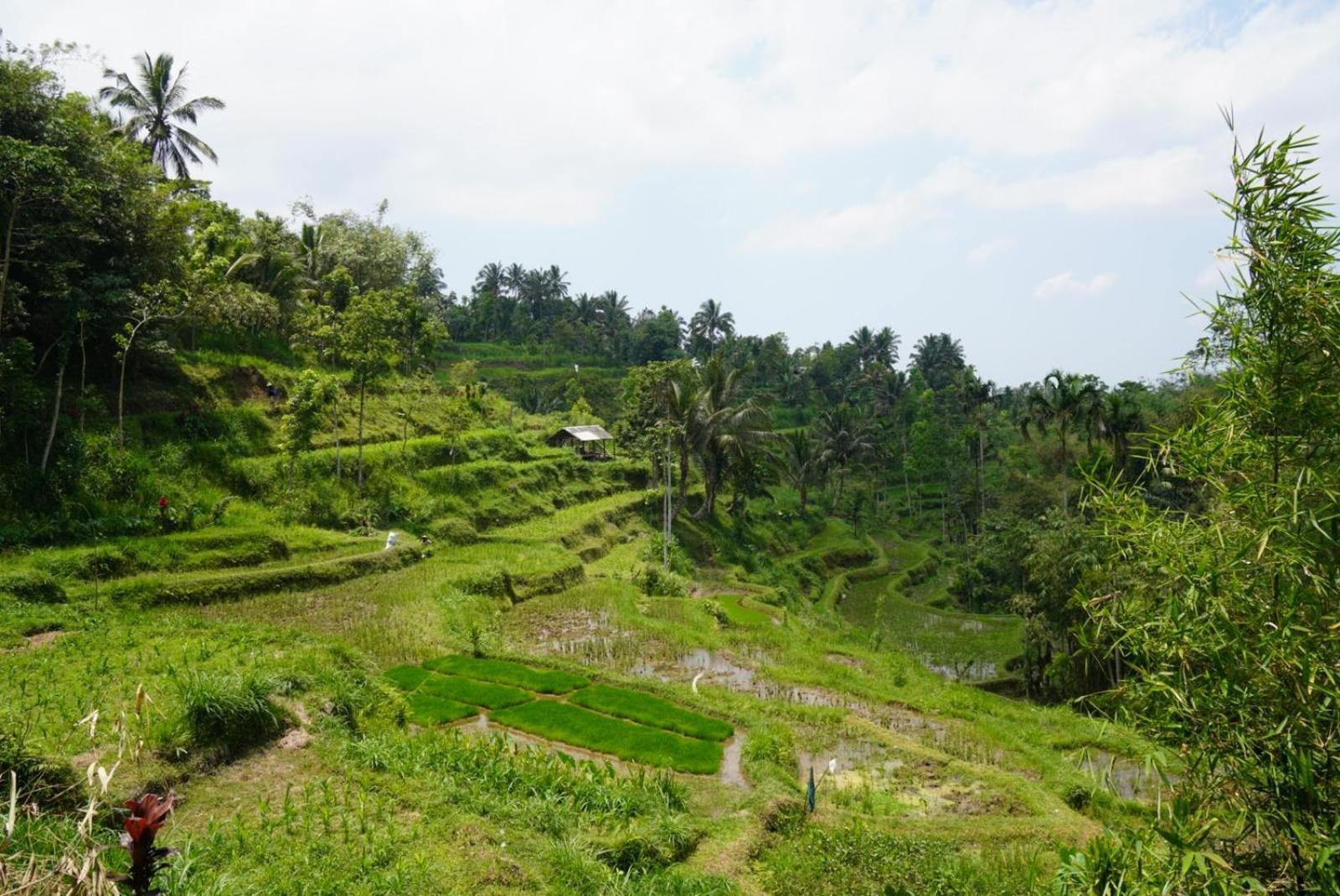 Tetebatu Indah Homestay Kültér fotó