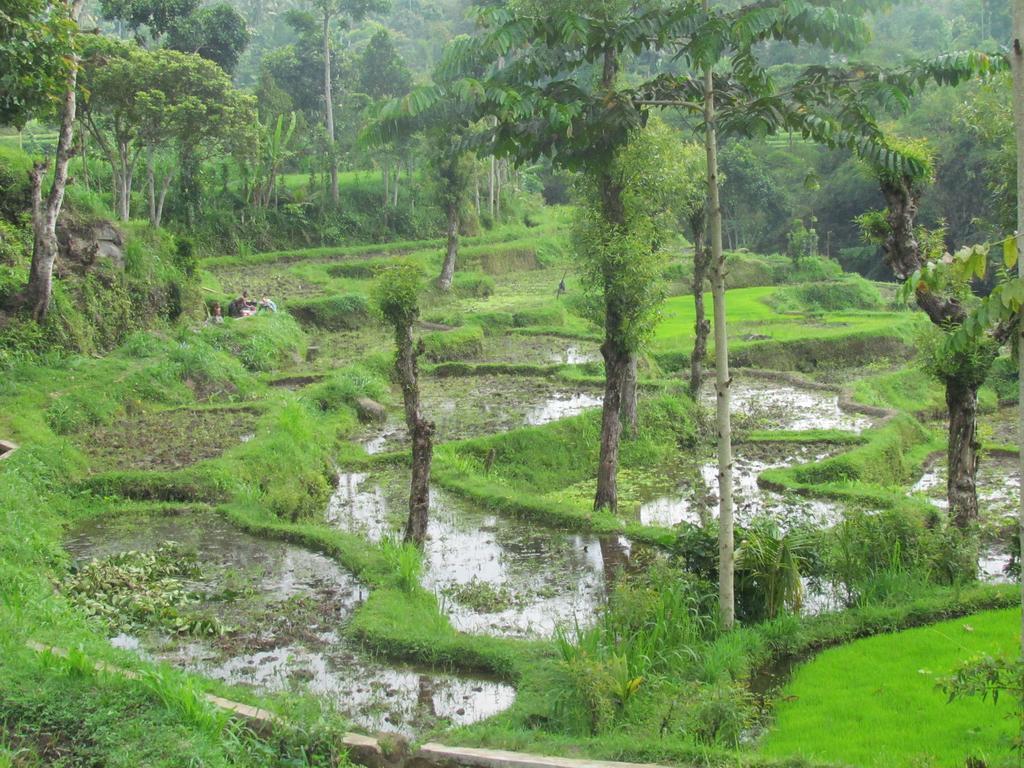 Tetebatu Indah Homestay Kültér fotó